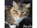 Adopt Nacho a Domestic Long Hair