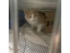 Adopt Tigger a Domestic Medium Hair