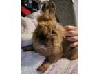 Adopt Benedict -Benny a Lionhead, Rex