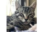 Adopt JoeJoe a Domestic Short Hair