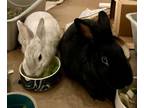 Adopt Chidi & Arco Bonded Pair a Bunny Rabbit