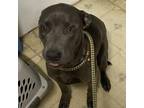 Adopt Loki a Weimaraner, Pit Bull Terrier