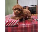 Poodle (Toy) Puppy for sale in Grabill, IN, USA