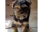 Scarlet tiny morkie PET ONLY