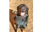 Adopt Rio a Black German Shepherd Dog / Mixed dog in Crosbyton, TX (37281998)