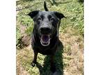 Adopt 79468 Hoss a Black Shepherd (Unknown Type) / Mixed dog in Spanish Fork