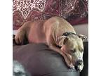 Adopt Nala a Red/Golden/Orange/Chestnut Pit Bull Terrier / Mixed dog in