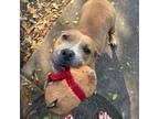 Adopt Summer a Tan/Yellow/Fawn - with White American Pit Bull Terrier / Mixed