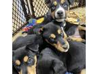 Adopt Halo a Brown/Chocolate - with Black Husky / Doberman Pinscher / Mixed dog