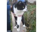 Adopt Darrin a Black & White or Tuxedo Domestic Shorthair (short coat) cat in