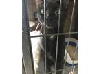 Adopt Chandler a All Black Domestic Shorthair / Mixed cat in Richmond
