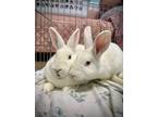 Adopt Oyster / Luster a New Zealand / Mixed (short coat) rabbit in Pflugerville
