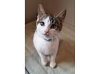 Adopt Cisco a Domestic Shorthair / Mixed (short coat) cat in Fremont