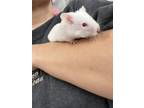 Adopt Monica a White Hamster small animal in Imperial Beach, CA (37280293)