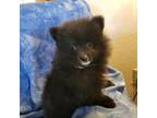 Pomeranian Puppy for sale in Lovington, NM, USA