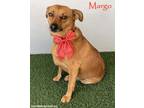 Adopt Margo a Dachshund, Corgi