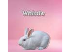 Adopt Whistle (bonded with Bogo) a Florida White