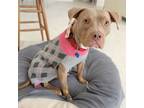 Adopt Maya a Weimaraner, Terrier