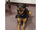 Adopt Bella Boo a Doberman Pinscher