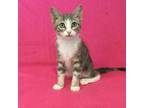 Adopt Vicki Victoria a Domestic Short Hair