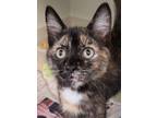 Adopt Emmie a Domestic Short Hair