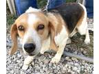 Adopt MOE (female) a Beagle
