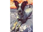 Adopt Willow a Australian Cattle Dog / Blue Heeler