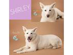 Adopt Shirley a Great Pyrenees