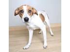 Adopt Messi D14483 a Beagle, Border Collie