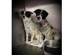 Adopt Puppy sisters a Border Collie, Dachshund