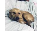 Adopt Pucca (4) a Black Mouth Cur