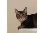 Adopt Zelda a Domestic Short Hair