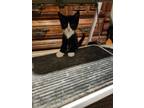 Adopt Brie a Tuxedo, Domestic Short Hair