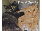 Adopt Bijou and Frenchie (Barn Kittens) a Domestic Short Hair