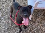 Adopt ROSE a Pit Bull Terrier, Mixed Breed