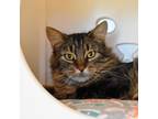 Adopt Cha Cha a Domestic Long Hair, Maine Coon