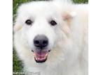 Adopt Abbe in CT - Has So Much Love to Give! a Great Pyrenees