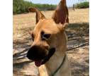 Adopt Chantel a Shepherd