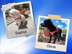 Adopt Olivia and Sophia - N. TX a Bichon Frise, Terrier