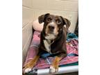 Adopt PHYLLIS a Beagle