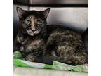 Adopt Hoot a Domestic Short Hair