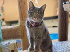 Adopt Remi a Tabby