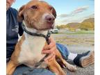 Adopt Millie a Pit Bull Terrier