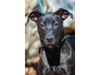 Adopt Gypsy a Pit Bull Terrier