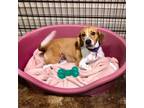 Adopt Hazel a Beagle