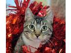 Adopt Minnie #bonded-to-Mickey-Mouse a Tabby, Domestic Short Hair