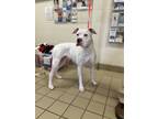 Adopt Baby Doll a Boxer, Dogo Argentino