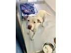 Adopt Hinata a American Staffordshire Terrier