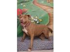 Adopt Pumpkin a Labrador Retriever