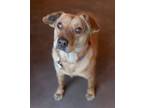 Adopt Libby a Labrador Retriever, Chow Chow